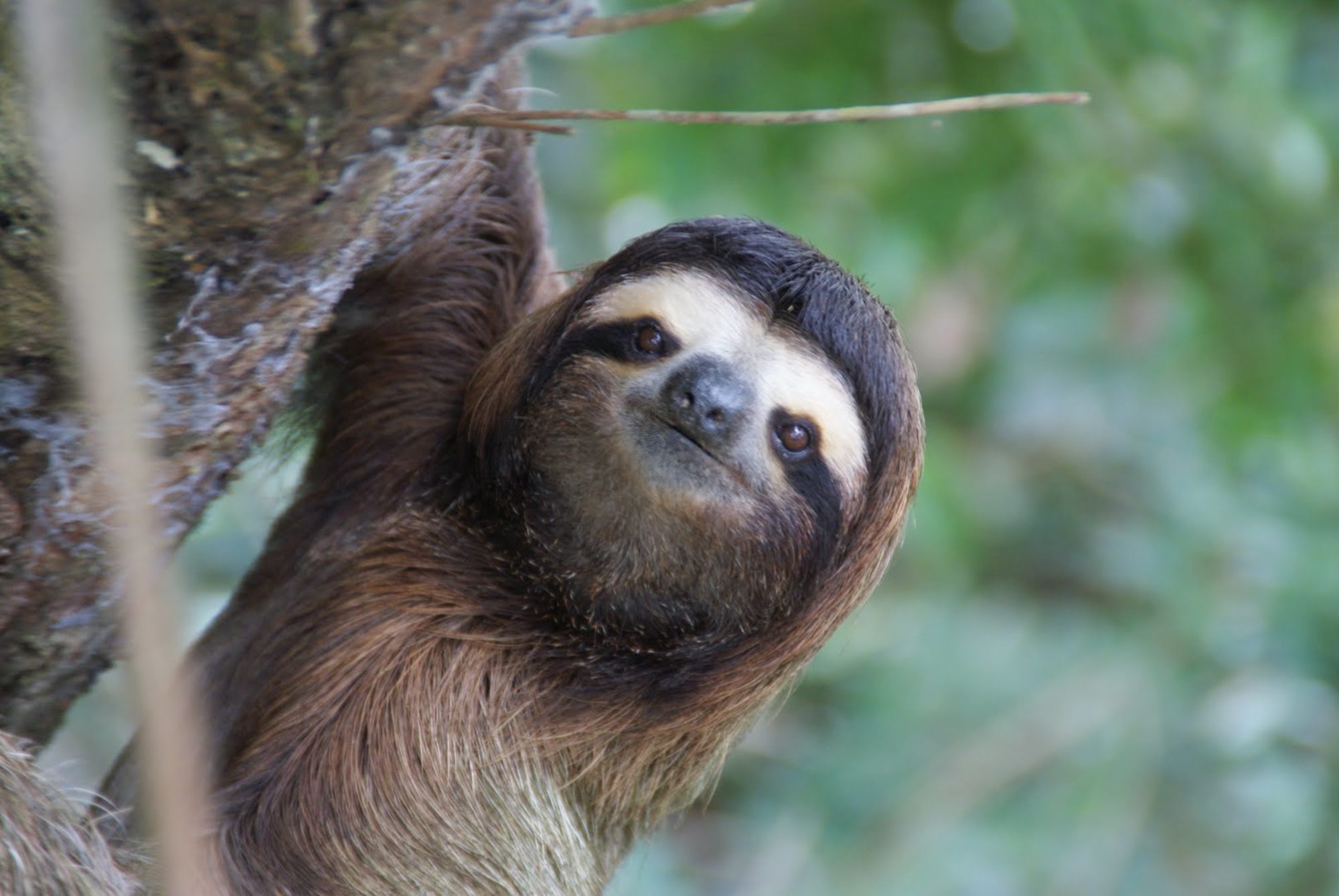 Sloth Life